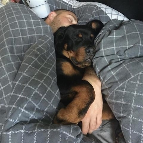 15 Times Rottweilers Were The Cutest Creatures Ever 3 Rottweilers