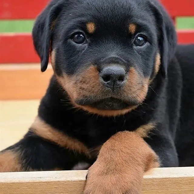 14 Facts Rottweiler Owners Understand Better Than Anyone 3 14 Facts Rottweiler Owners Understand Better Than Anyone