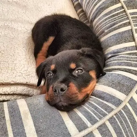 14 Facts Rottweiler Owners Understand Better Than Anyone 6 owners