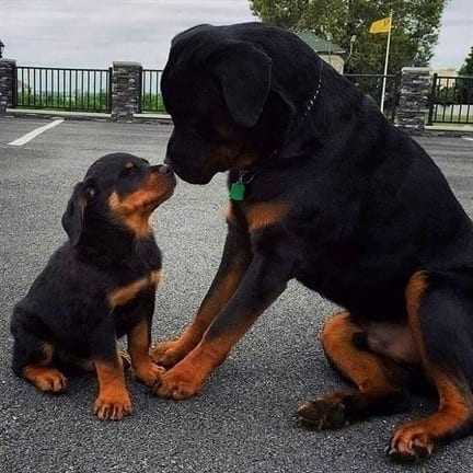 14 Facts Rottweiler Owners Understand Better Than Anyone