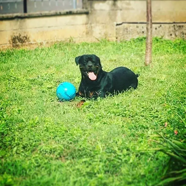 15 Times Rottweilers Were The Cutest Creatures Ever 9 Rottweilers