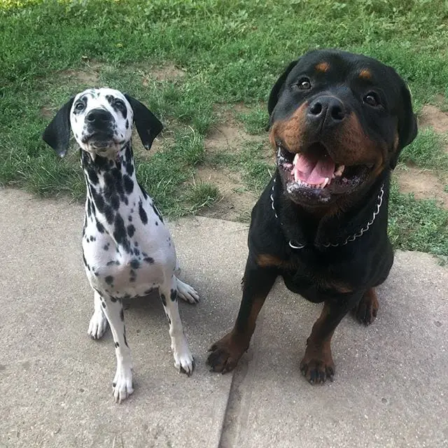 15 Times Rottweilers Were The Cutest Creatures Ever 2 Rottweilers