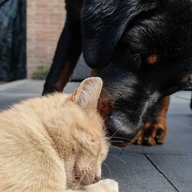 15 Times Rottweilers Were The Cutest Creatures Ever 11 Rottweilers