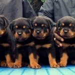 Rottweilers
