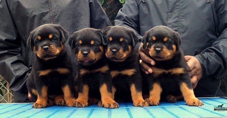 Rottweilers