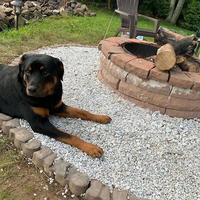 15 Times Rottweilers Were The Cutest Creatures Ever 7 Rottweilers