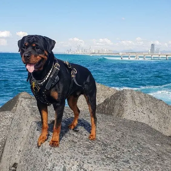 Rottweiler crossbreeds