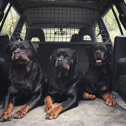 14 Facts Rottweiler Owners Understand Better Than Anyone 4 owners