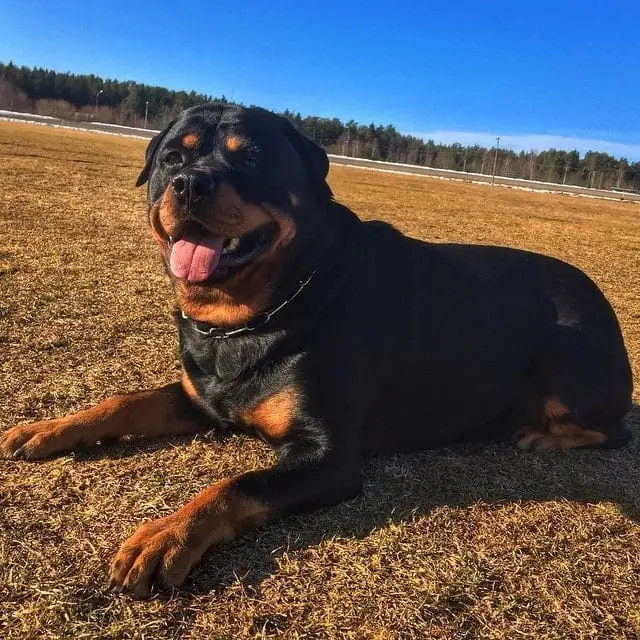 14 Facts Rottweiler Owners Understand Better Than Anyone