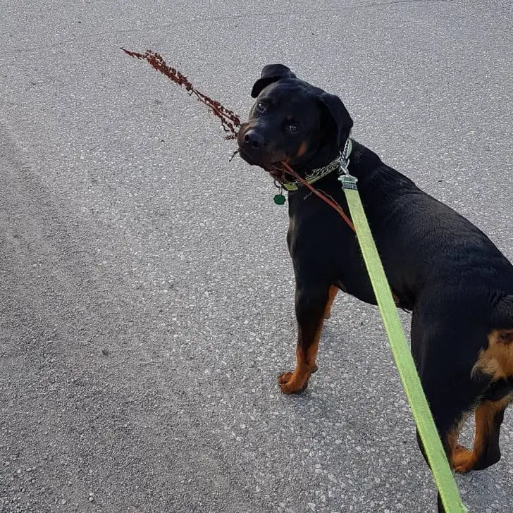 15 Times Rottweilers Were The Cutest Creatures Ever 6 Rottweilers