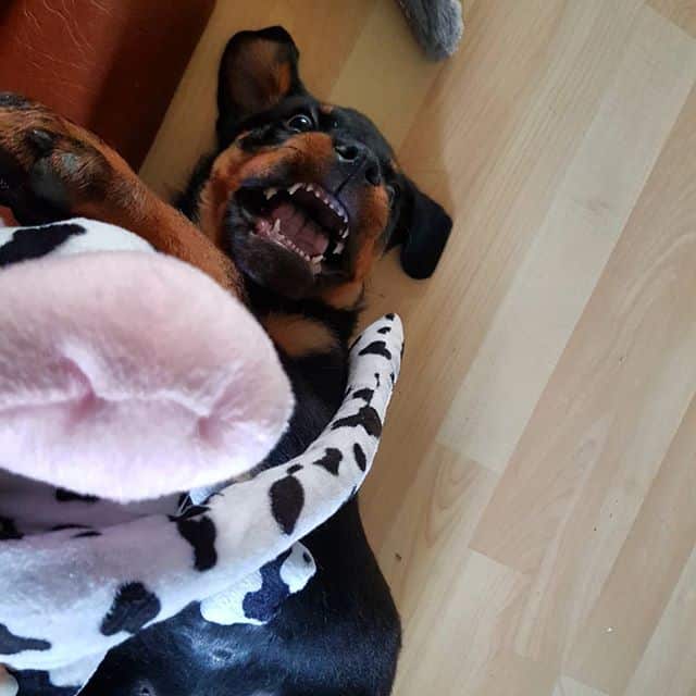 15 Times Rottweilers Were The Cutest Creatures Ever 10 Rottweilers