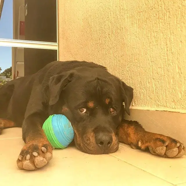 15 Times Rottweilers Were The Cutest Creatures Ever 13 Rottweilers