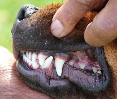 14 Facts Rottweiler Owners Understand Better Than Anyone 7 14 Facts Rottweiler Owners Understand Better Than Anyone