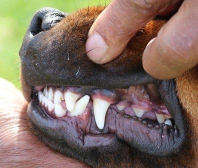 14 Facts Rottweiler Owners Understand Better Than Anyone