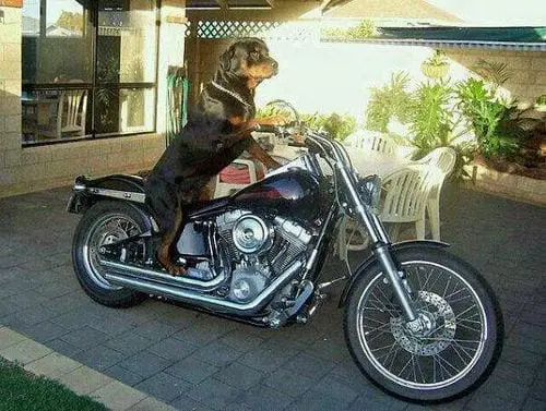 10 Signs Show That Rottweilers Drive Better Than You 7 Rottweilers Drive