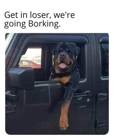 10 Signs Show That Rottweilers Drive Better Than You 8 Rottweilers Drive