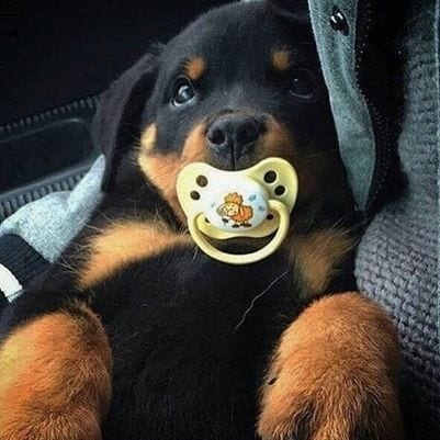 Rottweilers Are Just Hidden Kids