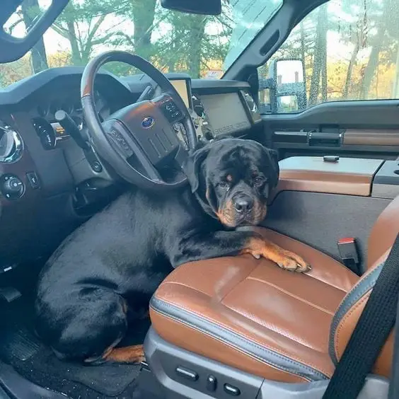 10 Signs Show That Rottweilers Drive Better Than You 6 Rottweilers Drive
