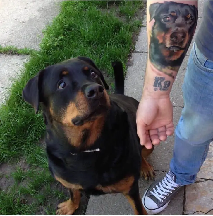 Rottweiler crossbreeds