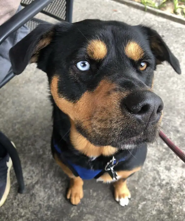 15 Unbelievable Rottweiler Crossbreeds You Must See To Believe 6 Rottweiler Crossbreeds