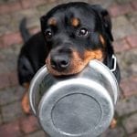 Best-Dog-Food-For-Rottweiler-900×500-1