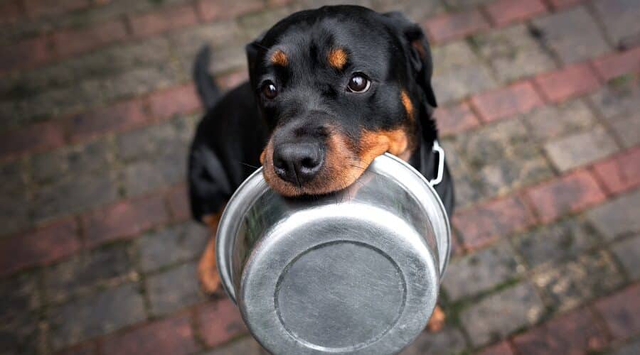 14 Facts Rottweiler Owners Understand Better Than Anyone 11 owners