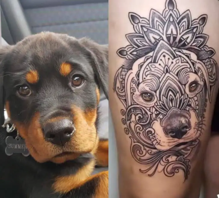 15 Charming Rottweiler Tattoo Pics For The Loyal Owners 15 rottweiler tattoo