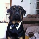 Gentleman_large