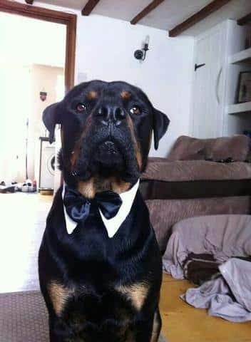 15 Rottweiler Photos Prove They Are Way Cooler Than You!