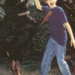 Leonardo DiCaprio rottweiler