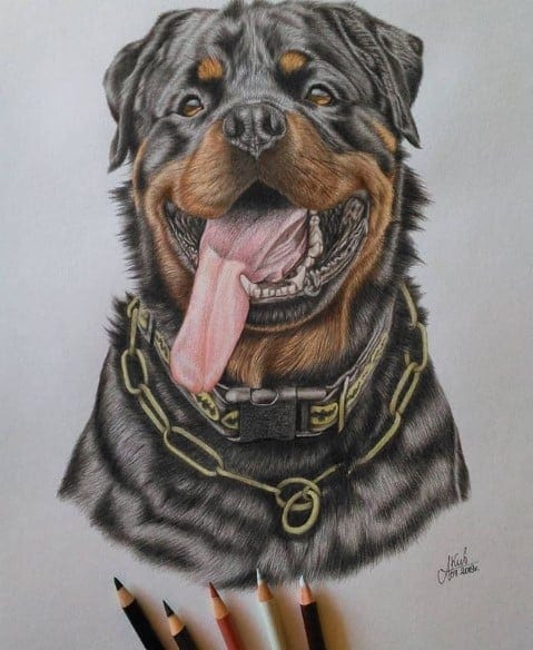 The 14 Best Rottweiler Characteristics 1 Rottweiler Characteristics