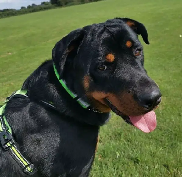 Rottweiler characteristics