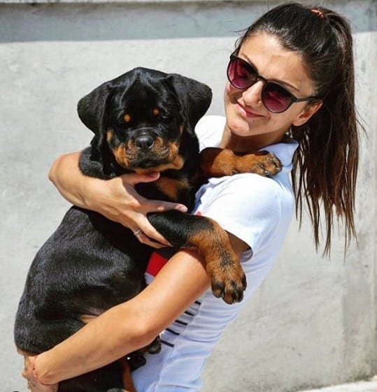 The 14 Best Rottweiler Characteristics 11 Rottweiler characteristics