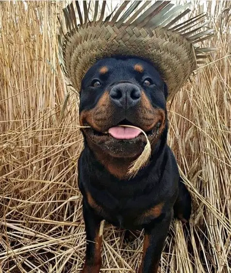 The 14 Best Rottweiler Characteristics 12 Rottweiler characteristics