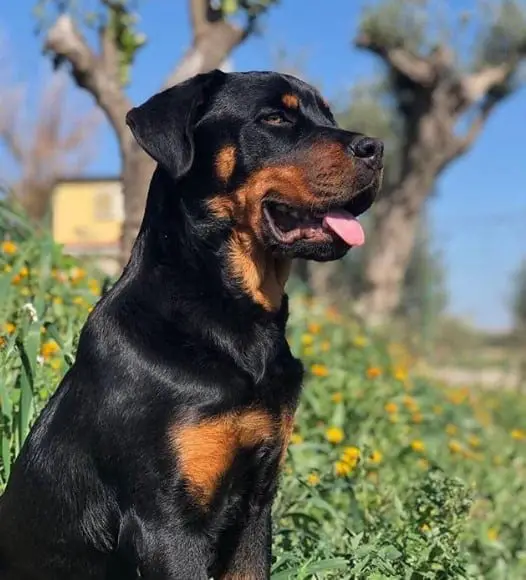 Rottweiler crossbreeds