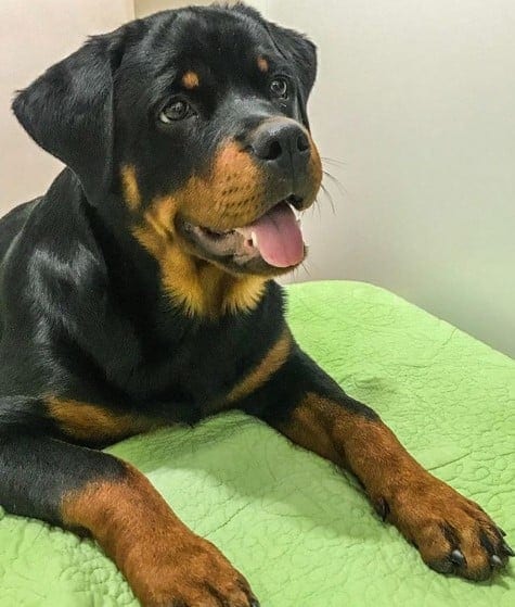 Rottweiler Characteristics