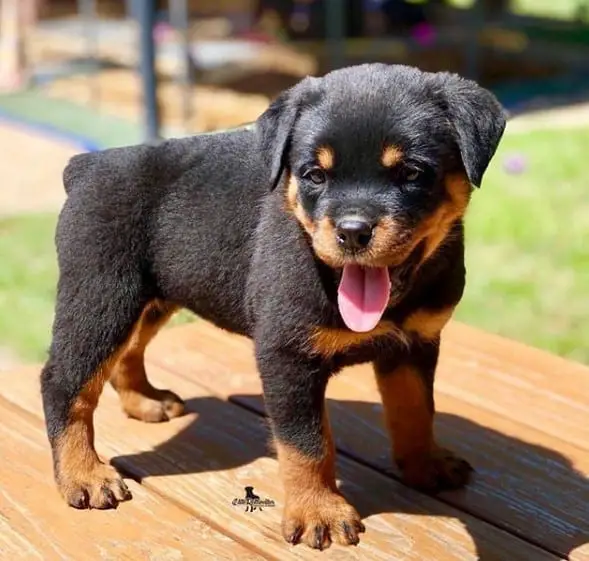 Rottweiler crossbreeds