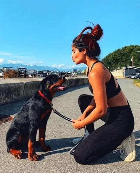 The 14 Best Rottweiler Characteristics 4 Rottweiler Characteristics