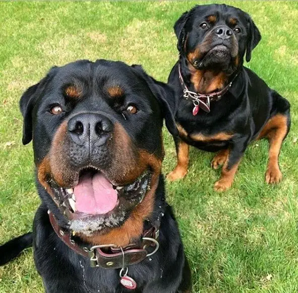 Rottweiler Characteristics