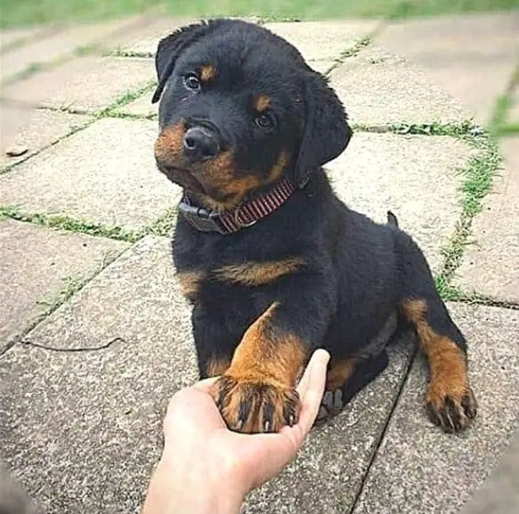 The 14 Best Rottweiler Characteristics 6 Rottweiler characteristics