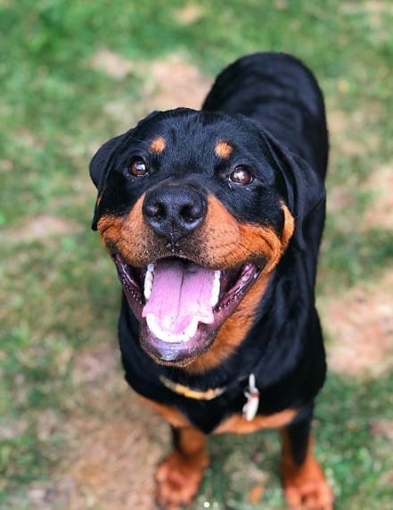 Rottweiler characteristics