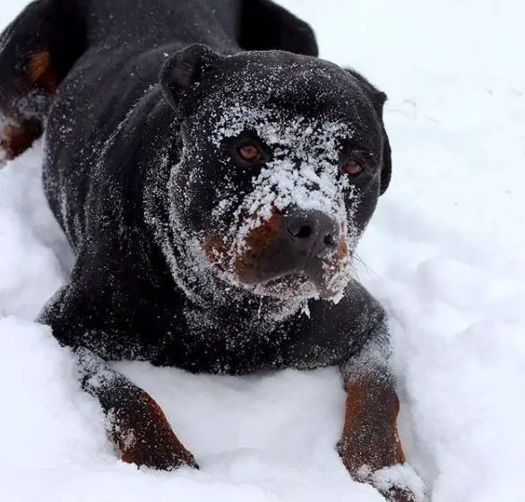 The 14 Best Rottweiler Characteristics 8 Rottweiler characteristics