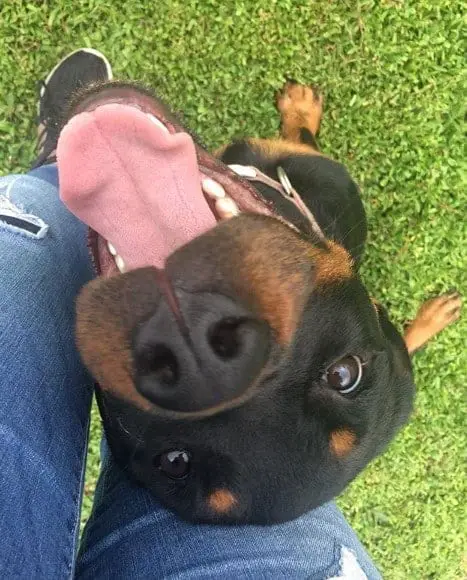 The 14 Best Rottweiler Characteristics 9 Rottweiler characteristics