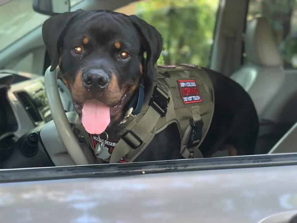 10 Signs Show That Rottweilers Drive Better Than You 3 Rottweilers Drive