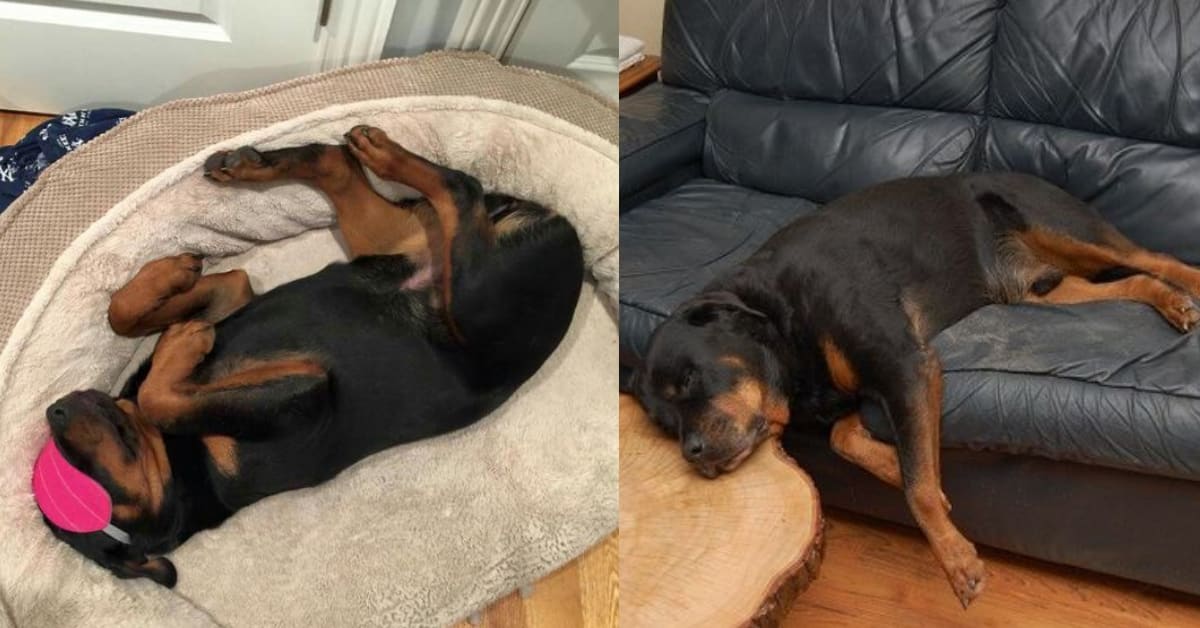 15+ Rottweilers Sleeping In Weird Positions