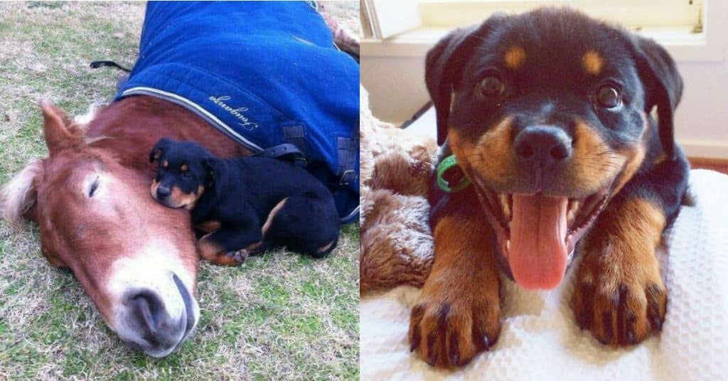 Rottweiler