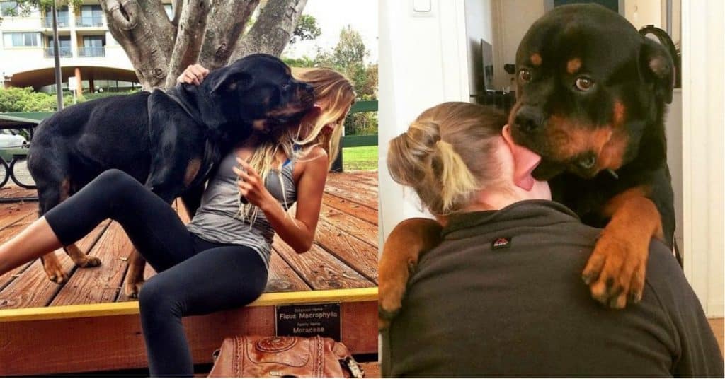 14 Signs Prove Rottweilers Are Plotting Your Murder 2 14 Signs Prove Rottweilers Are Plotting Your Murder