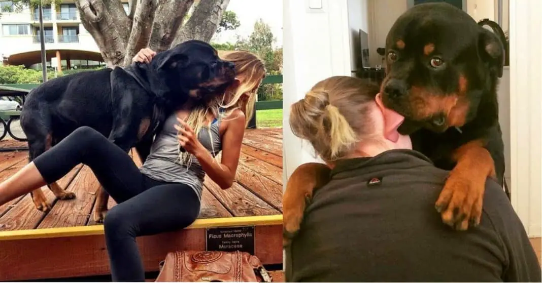 14 Signs Prove Rottweilers Are Plotting Your Murder