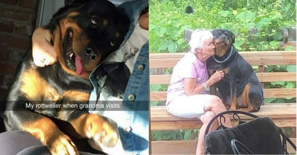 Rottweiler owners