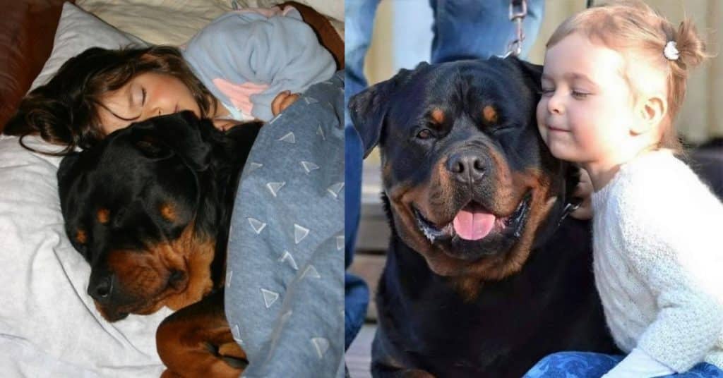 10 Signs Prove That Rottweilers Are Dangerous For You Kids! 2 Rottweilers Are Dangerous